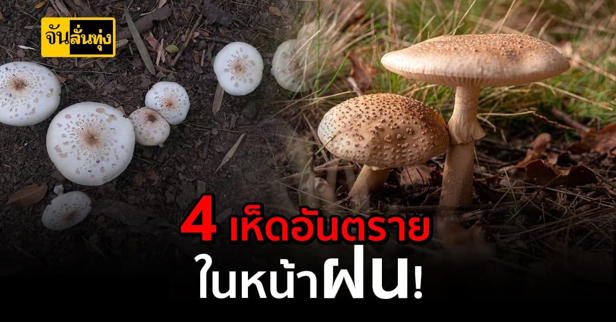 เตือนภัย เห็ดพิษช่วงหน้าฝน