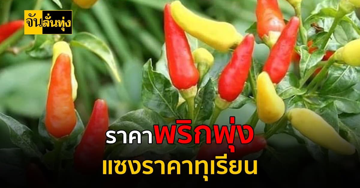 แพงทั้งแผ่นดิน ราคาพริกสด พากันปรับขึ้นไม่หยุด