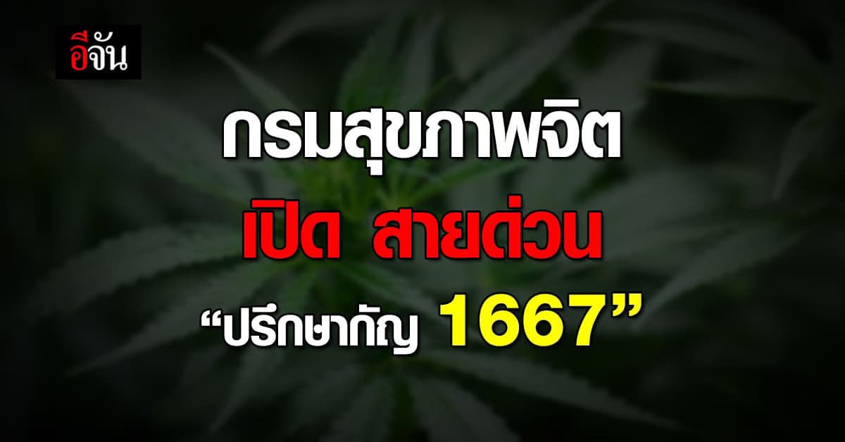 กรมสุขภาพจิต เดินหน้าเปิดสายด่วน
“ปรึกษากัญ 1667“