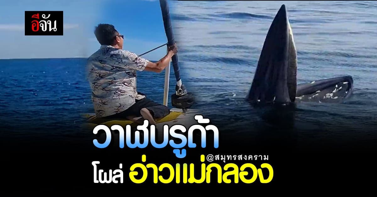 ฮือฮา! พบ วาฬบรูด้า ปากอ่าวแม่กลอง จังหวัดเตรียม ส่งเสริมการท่องเที่ยว
