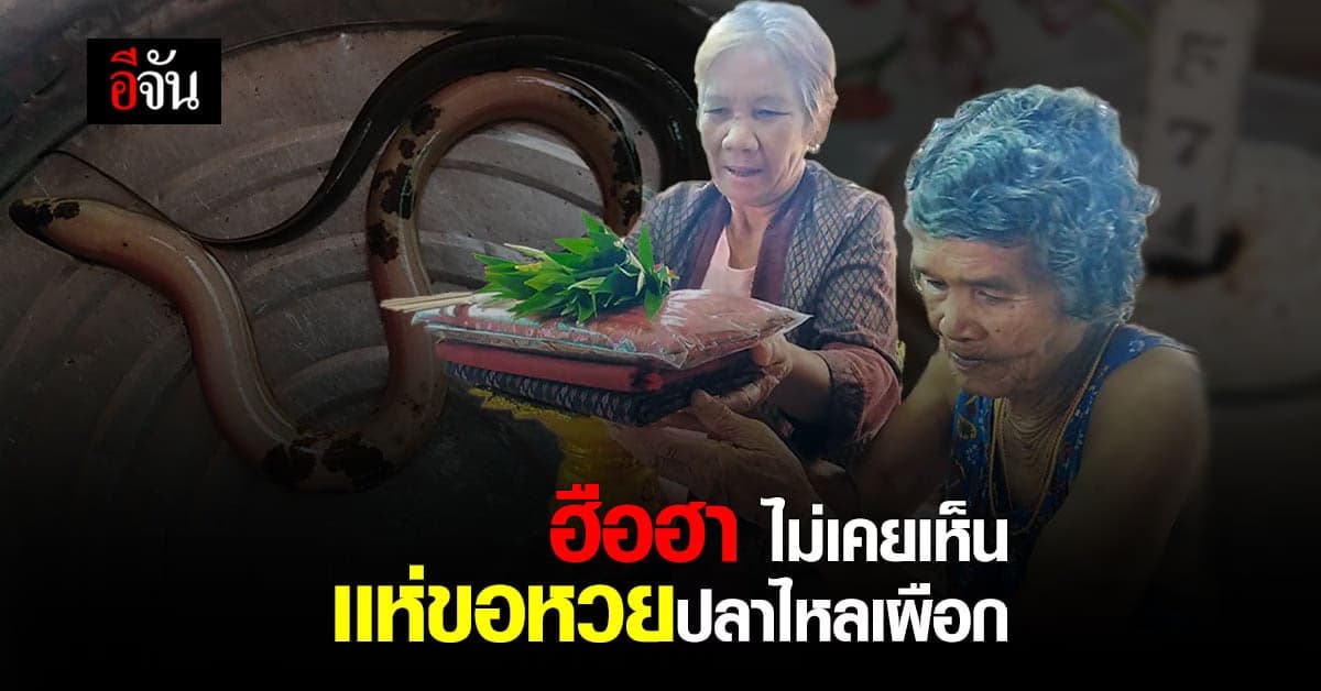 ชาวบ้าน เเห่ขอหวย ปลาไหลเผือก : สุรินทร์