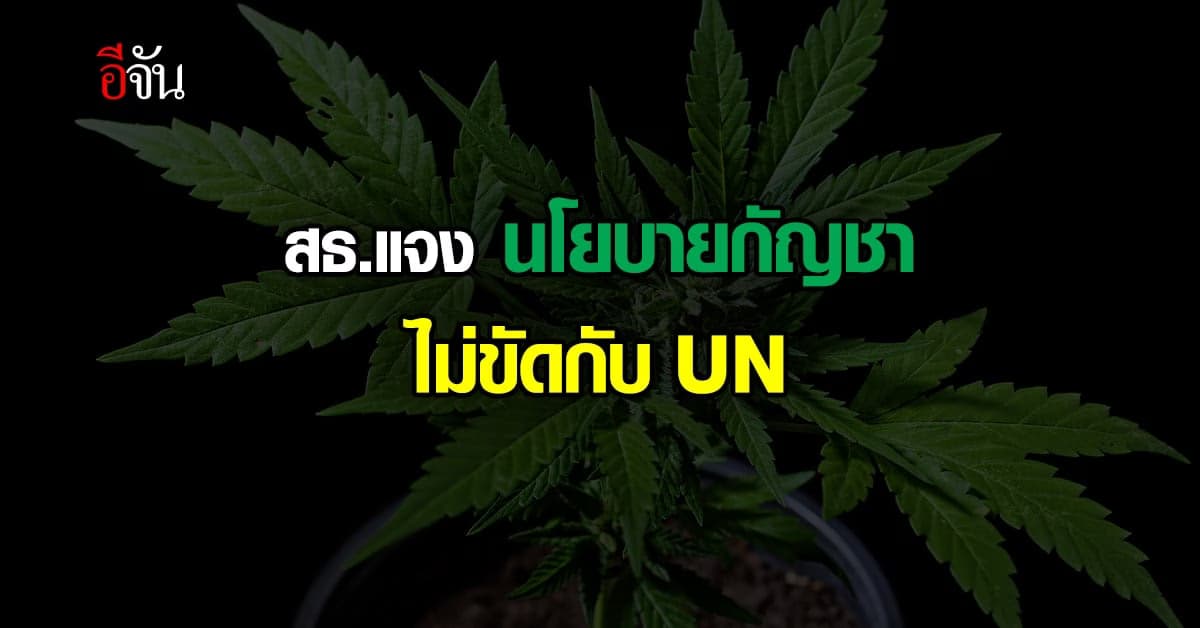 สธ. แจงนโยบาย กัญชาทางการแพทย์ ไม่ขัด สหประชาชาติ ชี้มีกฎหมายรับรอง