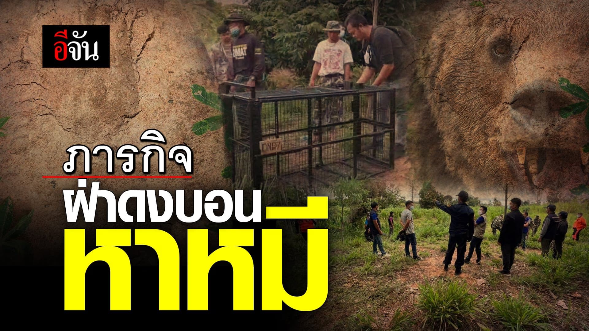 🎬 ภารกิจฝ่าดงบอน หาหมี