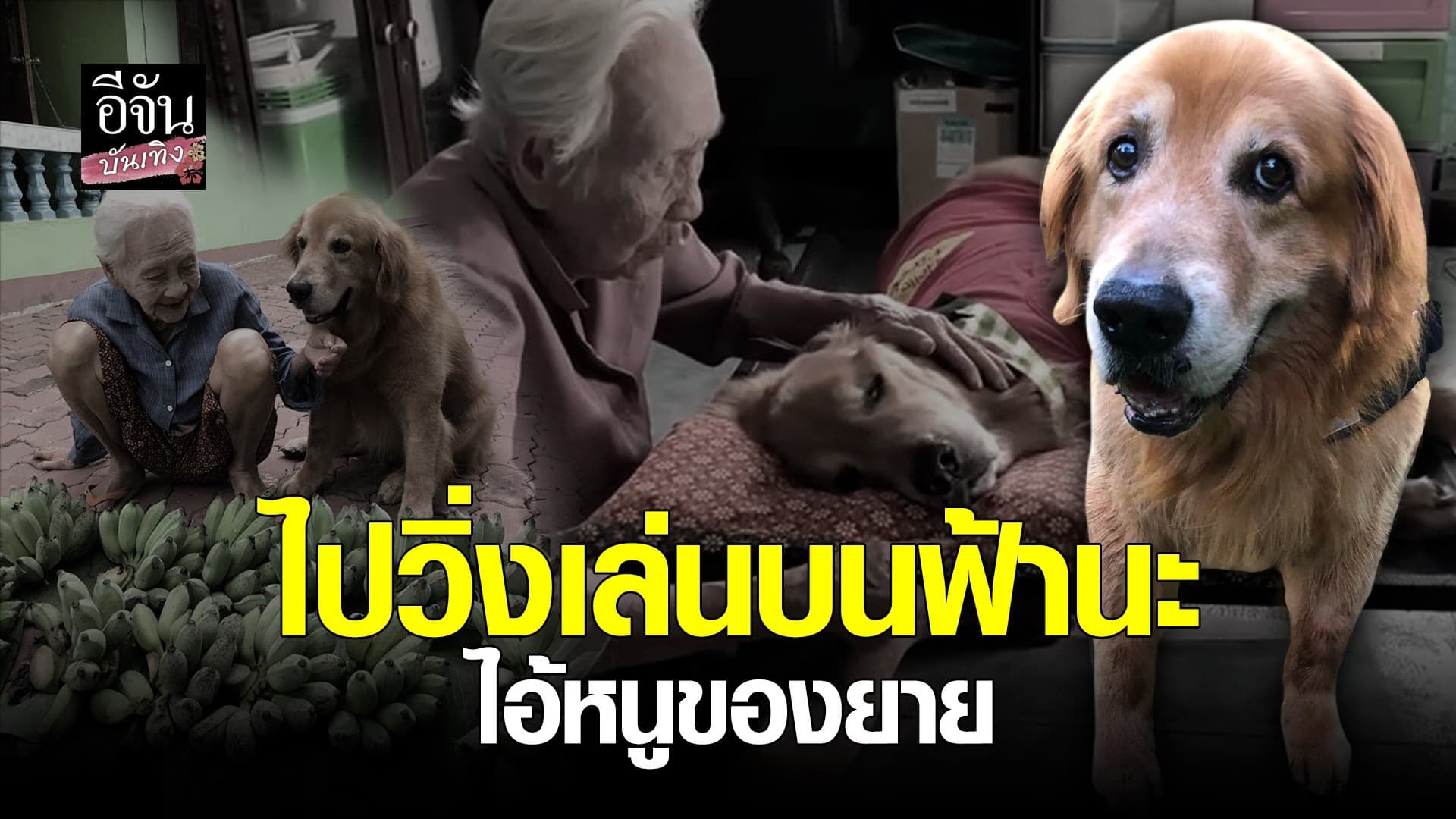 🎬 คลิปบันเทิง : แฟนคลับเศร้า ลีโอ ไอหนูของยาย จากไปแล้ว