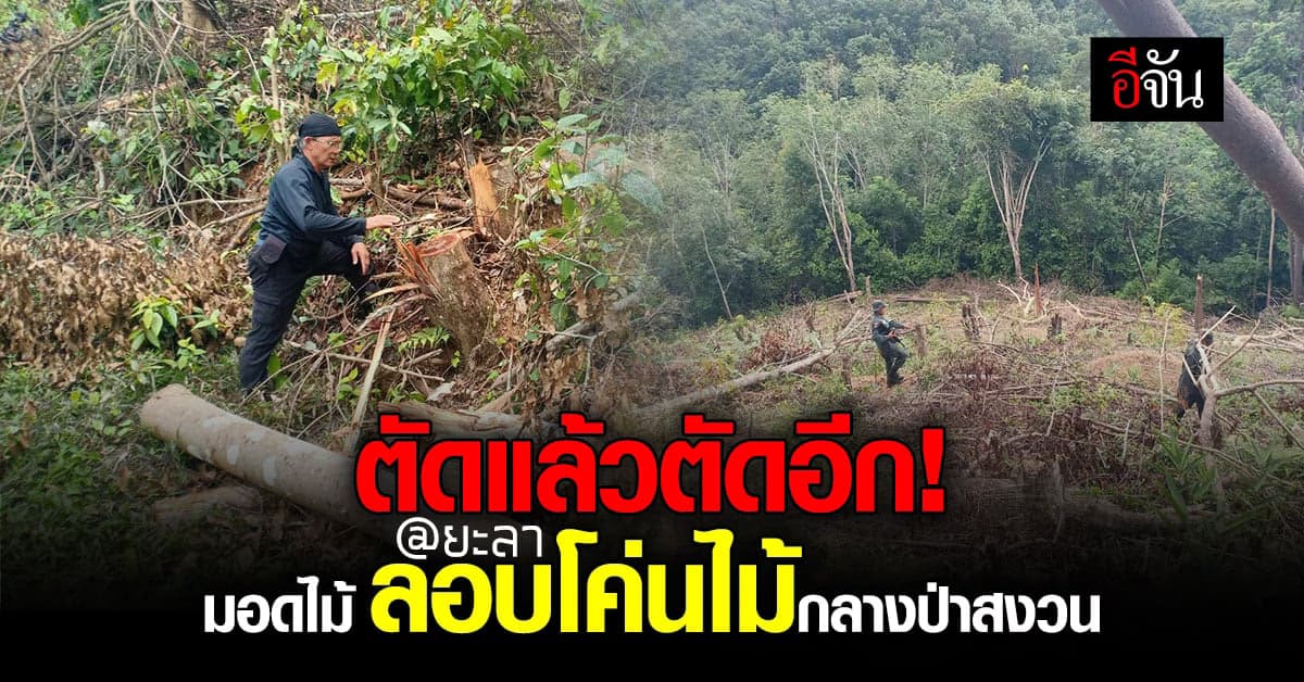 มอดไม้ เหิมอีก! ลักลอบตัดไม้ กลางป่าสงวน