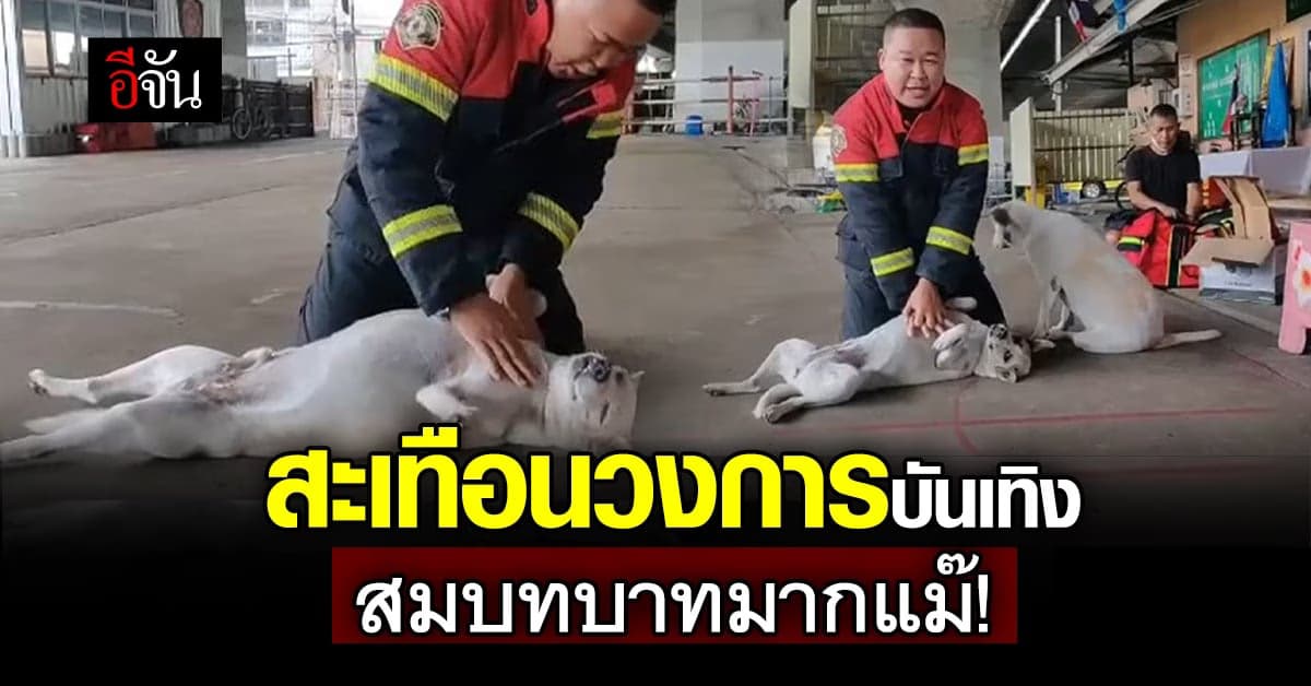 สุดยอดนักแสดง ตูบรับบทหุ่นสาธิตทำ CPR