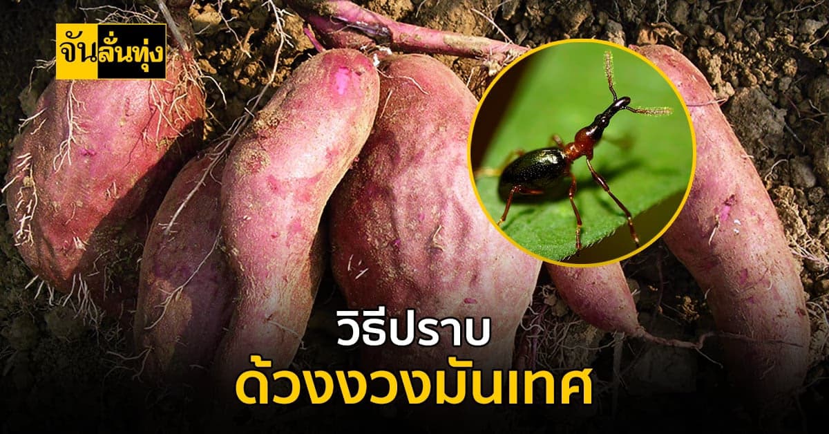 เกษตรกรต้องระวัง ด้วงงวงมันเทศ บุกสวนช่วงหน้าฝน