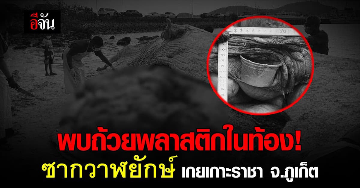 พบถ้วยพลาสติกในท้อง! ชันสูตรซากวาฬยักษ์ เกยเกาะราชา จ.ภูเก็ต