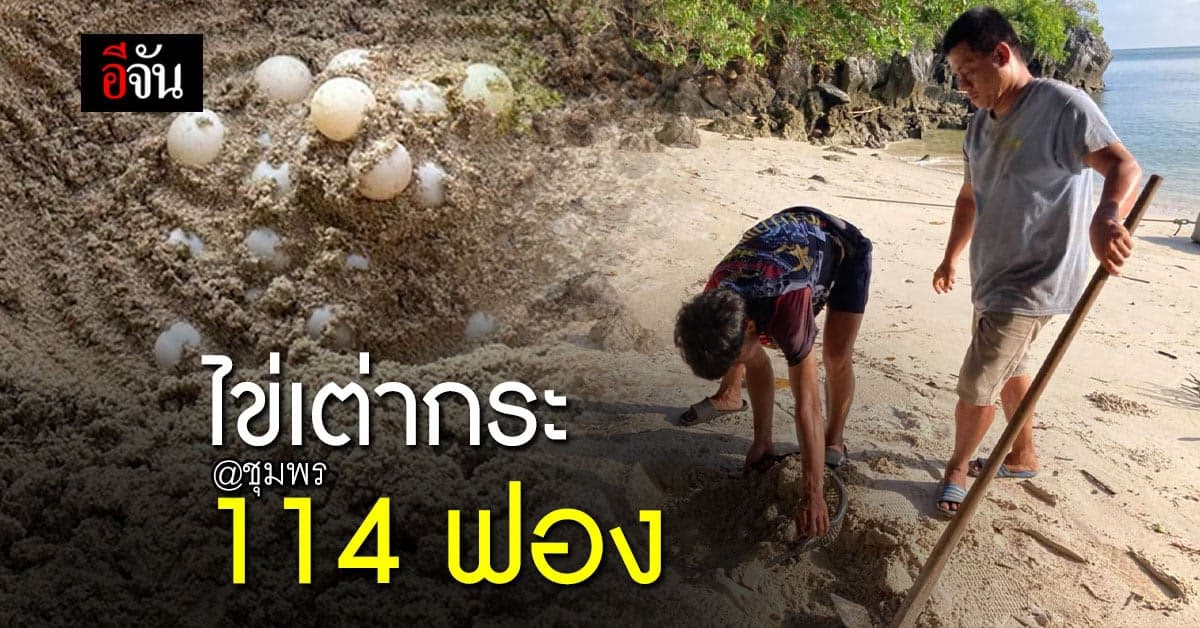 พบไข่เต่ากระ นับร้อยฟอง บนเกาะทองหลาง จ.ชุมพร