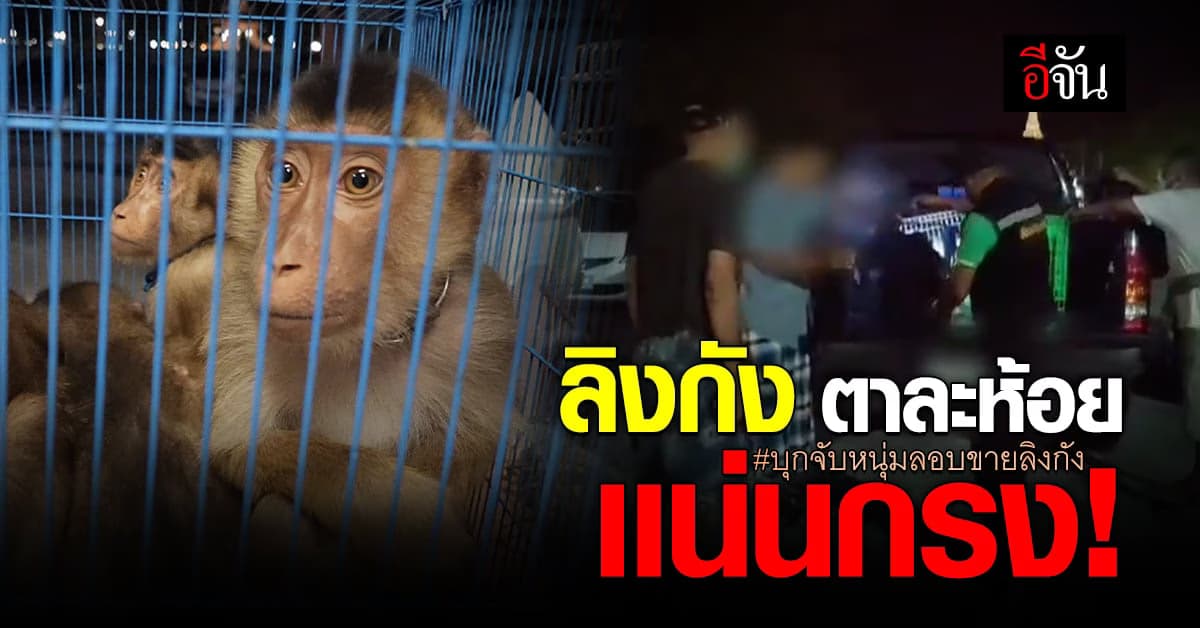 บก.ปทส. บุกจับหนุ่มลอบขายลิงกัง ตาละห้อย เเน่นกรง!