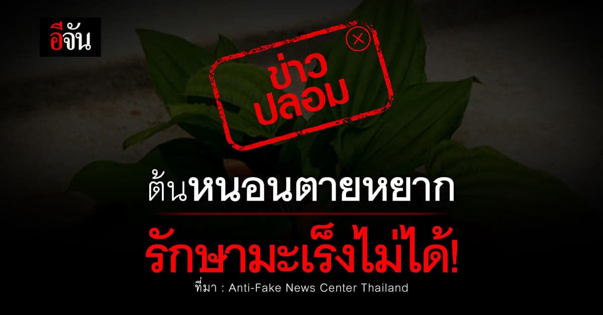 ข่าวปลอม! ต้นหนอนตายหยาก รักษามะเร็งได้