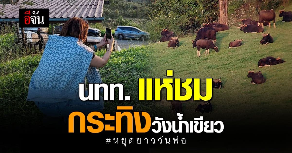 หยุดยาววันพ่อ คึกคัก วังน้ำเขียว นทท. แห่ชม ฝูงกระทิง เขาแผงม้า