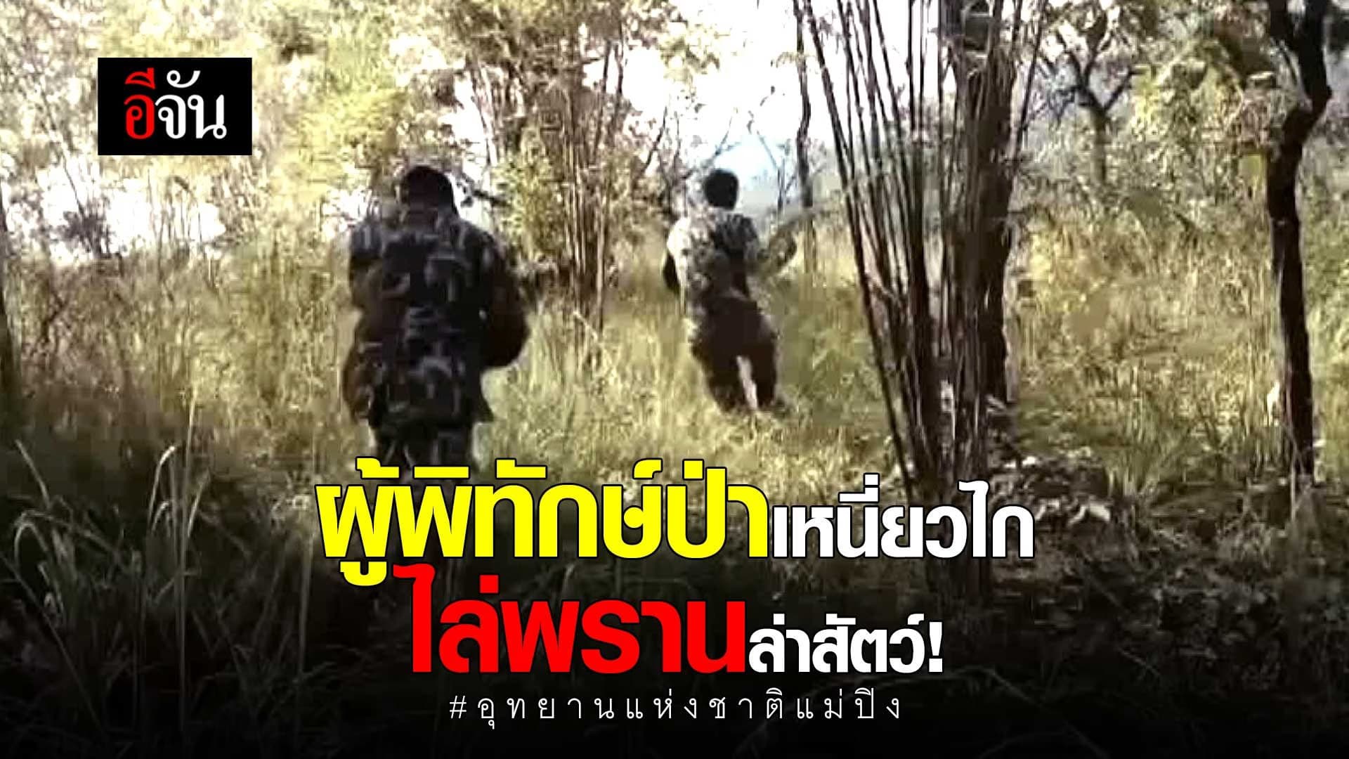 🎬 ผู้พิทักษ์ป่าเหนี่ยวไกไล่พรานล่าสัตว์! : อุทยานแห่งชาติแม่ปิง