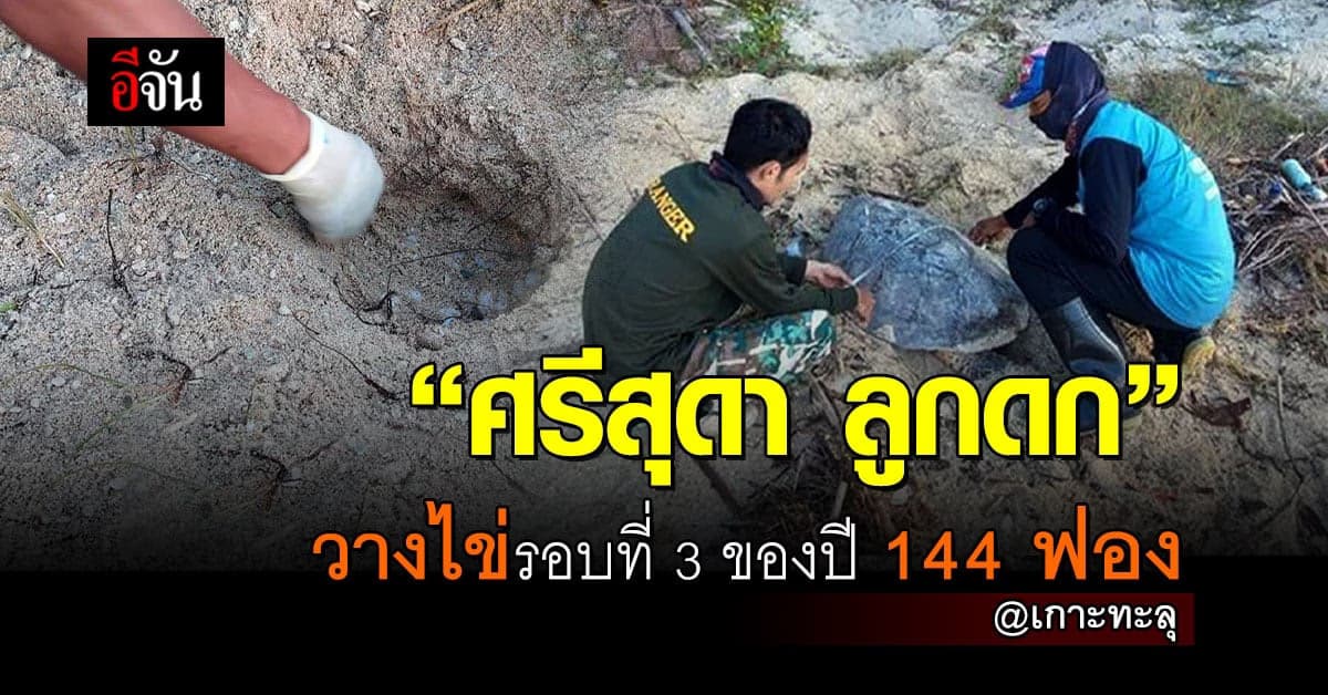 แม่เต่ากระ ศรีสุดา วางไข่รอบที่ 3 ของปี 144 ฟอง ที่ เกาะทะลุ ประจวบฯ