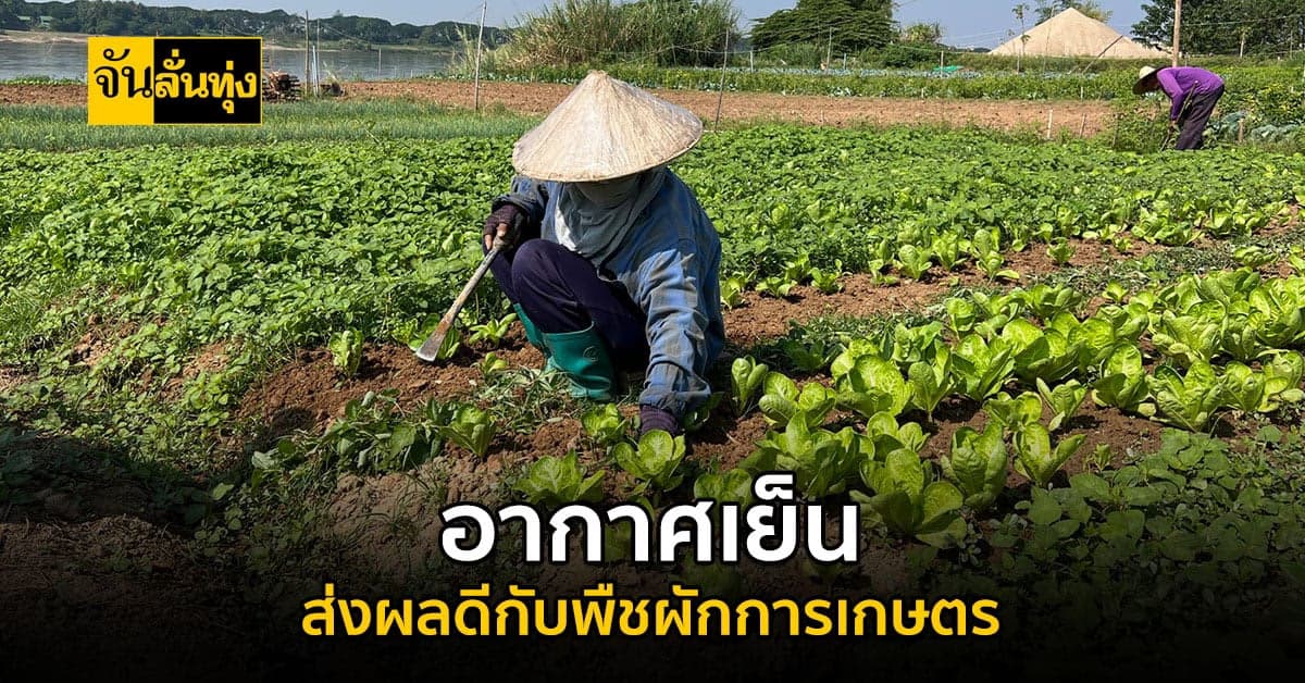 อากาศเย็นส่งผลดีต่อพืชผัก ต่อไวโรคแมลงน้อย