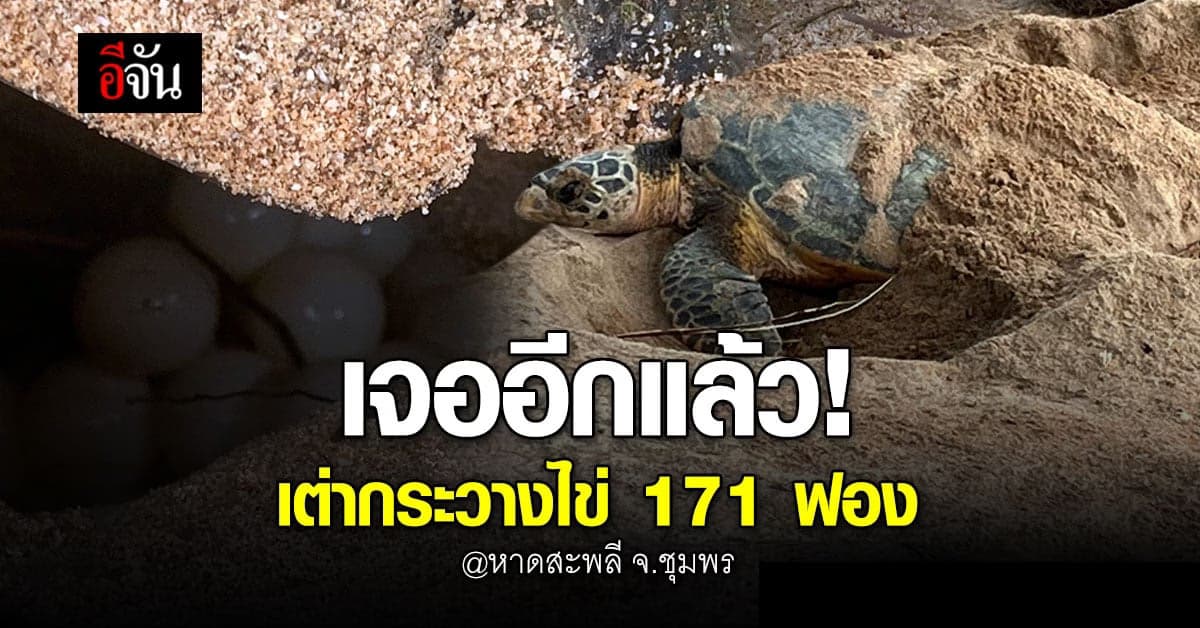 เต่ากระ สัตว์ทะเลหายากวางไข่อีกรังที่ อ.ประทิว จ.ชุมพร