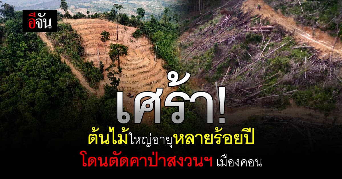 อึ้ง! ป่าสงวนฯ เมืองคอน โกรนโดนนายทุนบุกตัดเหี้ยน