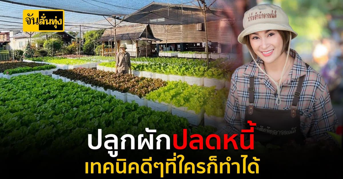 6 ผักไฮโดรโปนิกส์ขายดี ยอดติดตลาด