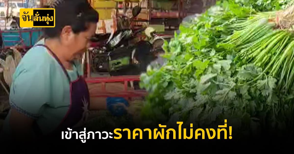 เพชรบูรณ์ ผักชีราคาดิ่ง ขณะผักกาดขาวราคากลับพุ่งสูง!