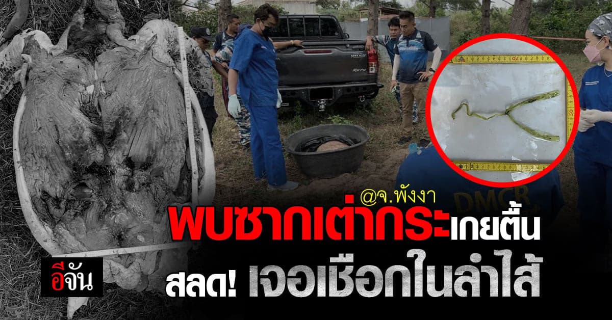 สลดใจ พบซากเต่ากระ เกยตื้นตาย สภาพเน่า ตรวจสอบ พบ เชือกในลำไส้
