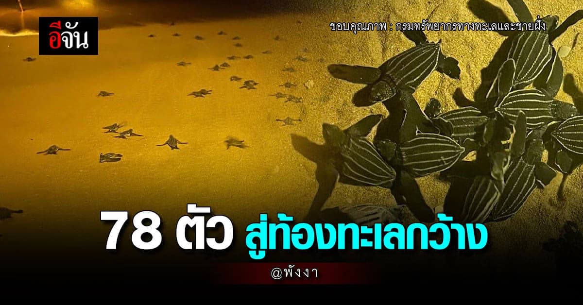 ลูกเต่ามะเฟือง 78 ตัว ลืมตาดูโลก ออกเดินทางสู่ท้องทะเลกว้าง