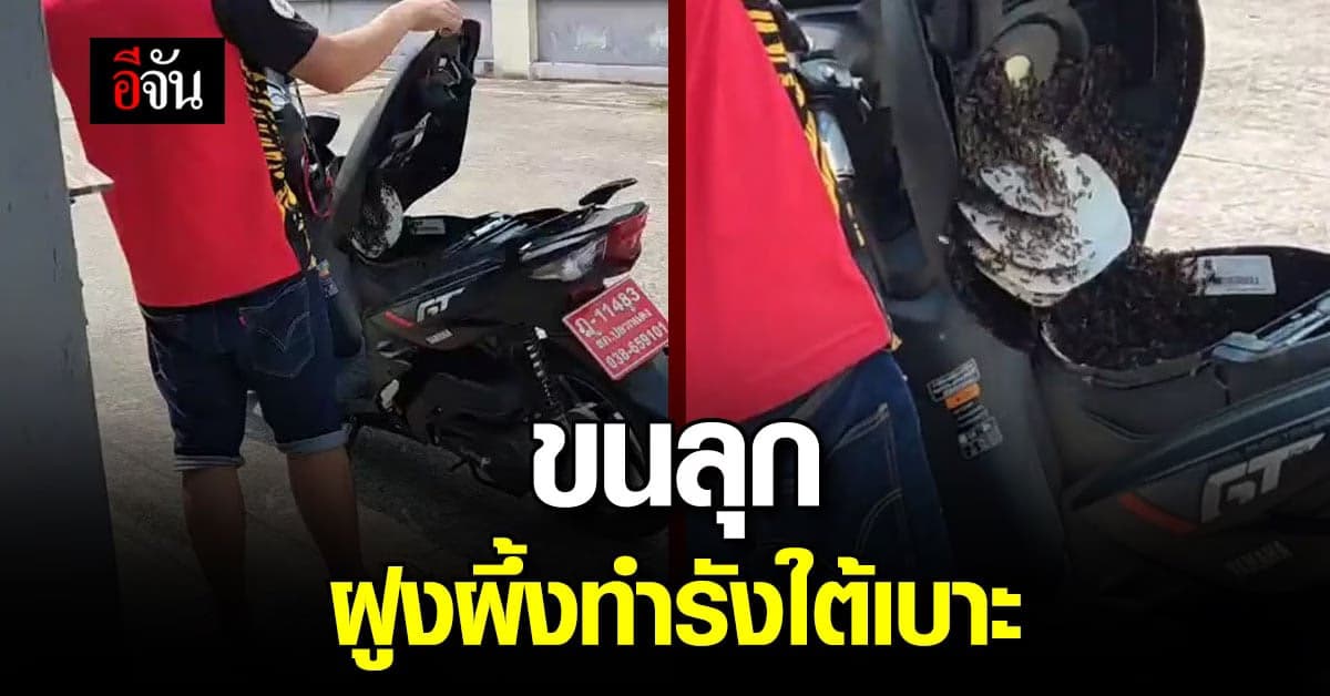คอหวยแห่ส่องเลขรถมอเตอร์ไซค์ หลังเจอฝูงผึ้งทำรังใต้เบาะ