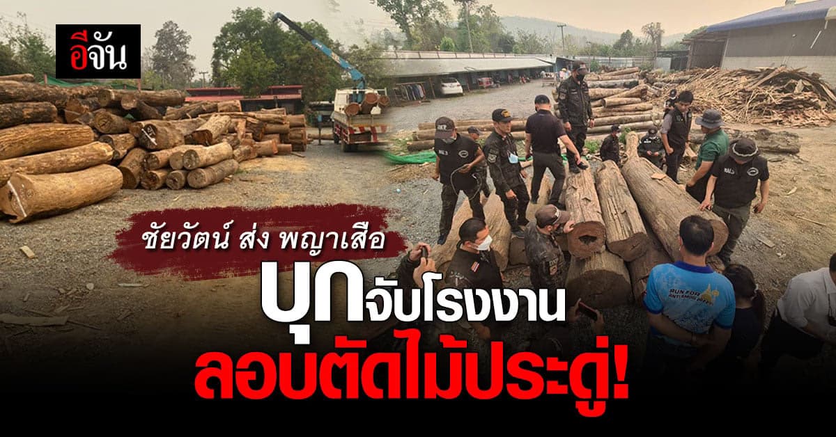 ชัยวัตน์ ส่ง พญาเสือบุกจับโรงงานลอบตัดไม้ประดู่