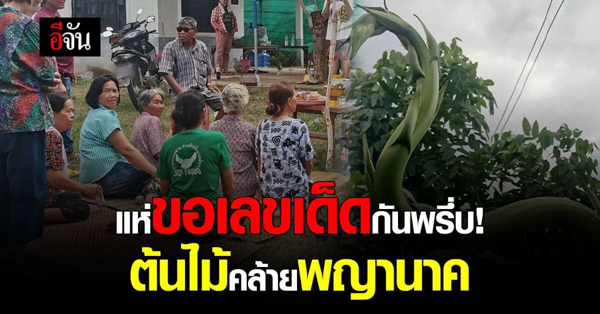 ชาวบ้านแห่ขอเลขเด็ด ต้นไม้หน้าตาคล้ายพญานาค เชื่อมาให้โชค