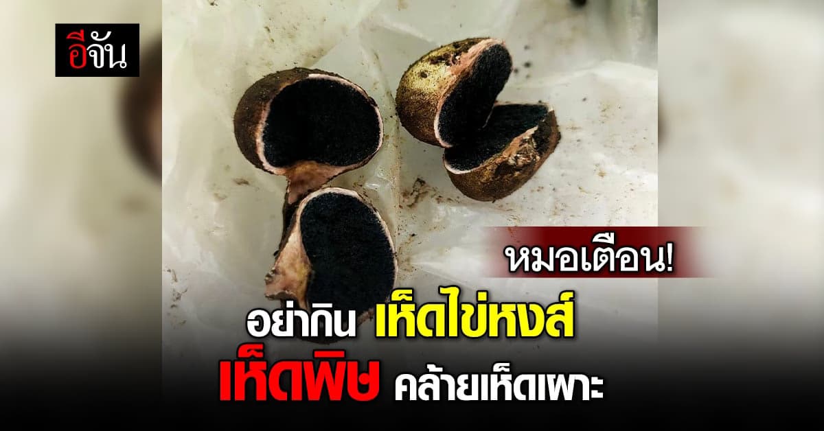 หมอเตือน! เห็ดไข่หงส์ เห็ดพิษ คล้ายเห็ดเผาะ หนุ่มกินเข้าไปอาเจียนหนัก