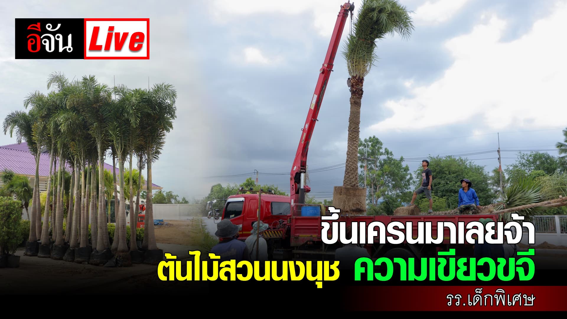🎬 Live ขึ้นเครนมาเลยจ้า ต้นไม้สวนนงนุช ความเขียวขจี รร.เด็กพิเศษ