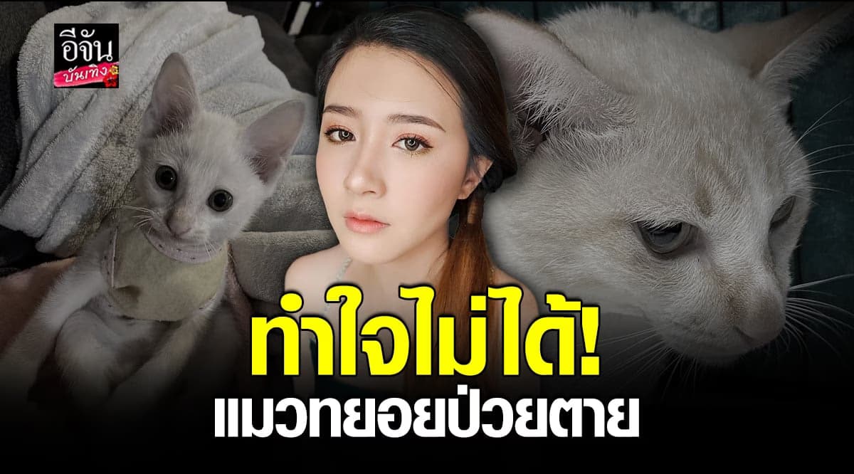 โฟกัส โพสต์เศร้า ไม่เคยรับมือกับการตายของแมวได้เลย