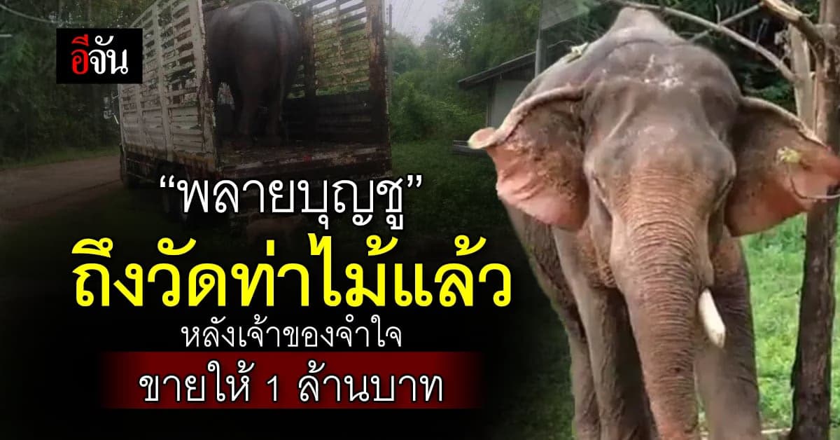 ถึงวัดท่าไม้แล้ว “พลายบุญชู” ช้างงาเดียวที่เจ้าของจำใจขาย 1 ล้านบาท