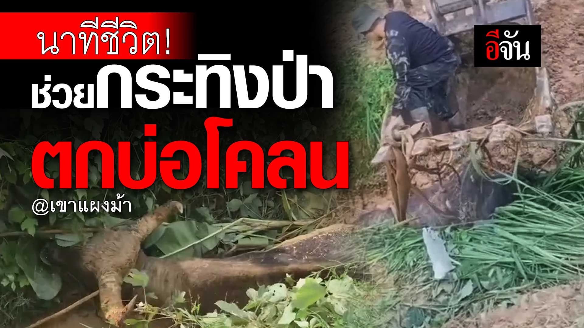 🎬 นาทีชีวิต! ช่วยกระทิงป่า ตกบ่อโคลน @เขาแผงม้า