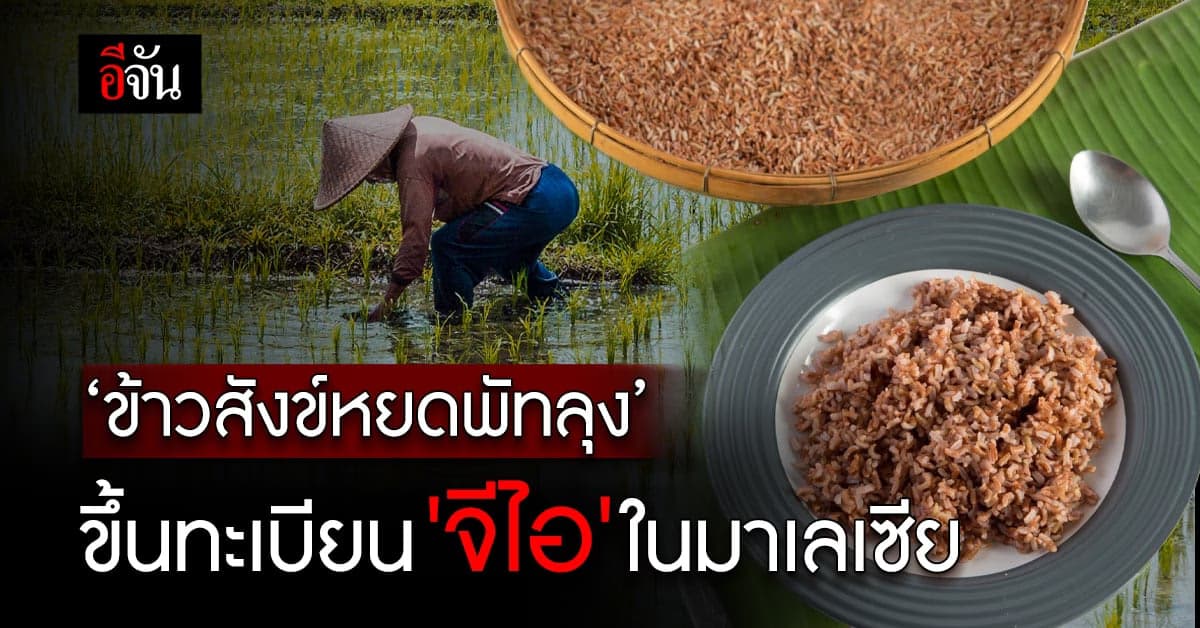 ปลื้มใจ! ข้าวสังข์หยดเมืองพัทลุง ขึ้นทะเบียนเป็นสินค้า GI ในมาเลเซีย