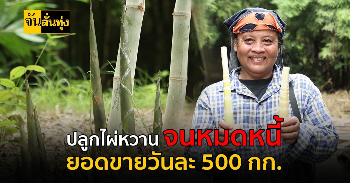 ไผ่หวานสร้างรายได้ ส่งขายวันละ 500 กิโลกรัม ได้เงินวันละ 15,000 บาท