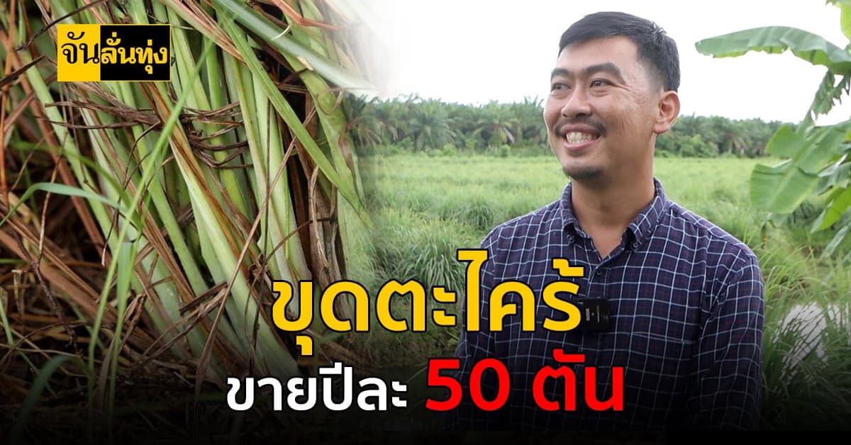 ทำตะไคร้ 50 ไร่ขุดขายรอบละ 50 ตัน รับเงินทีละเป็นล้าน