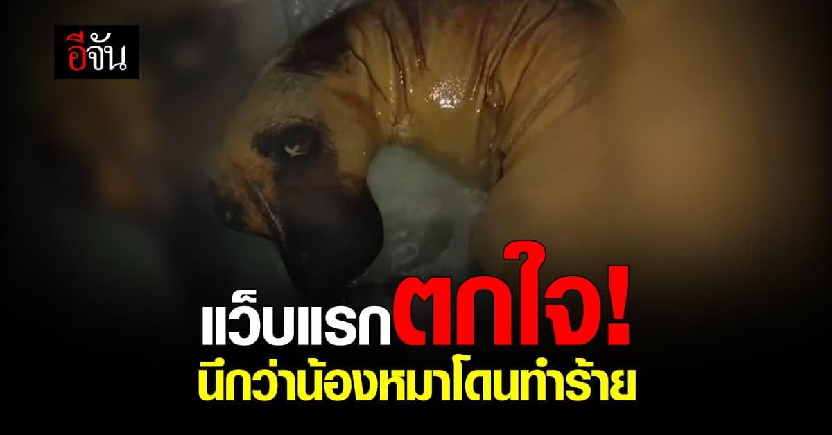 ชาวเน็ตเห่แซว แว็บแรกตกใจ! นึกว่าน้องหมาโดนทำร้าย