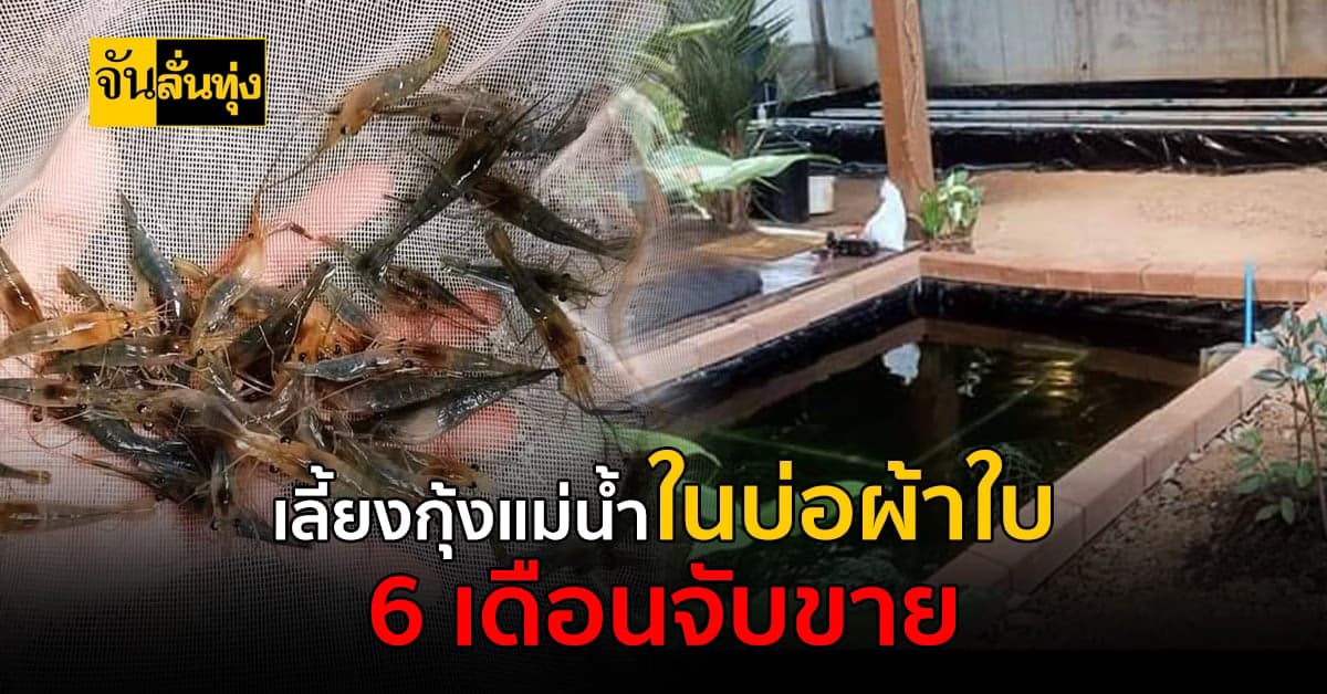 ไอเดียการเลี้ยงกุ้งแม่น้ำระบบออกแกนิก เนื้อดี ตลาดให้ราคาสูง