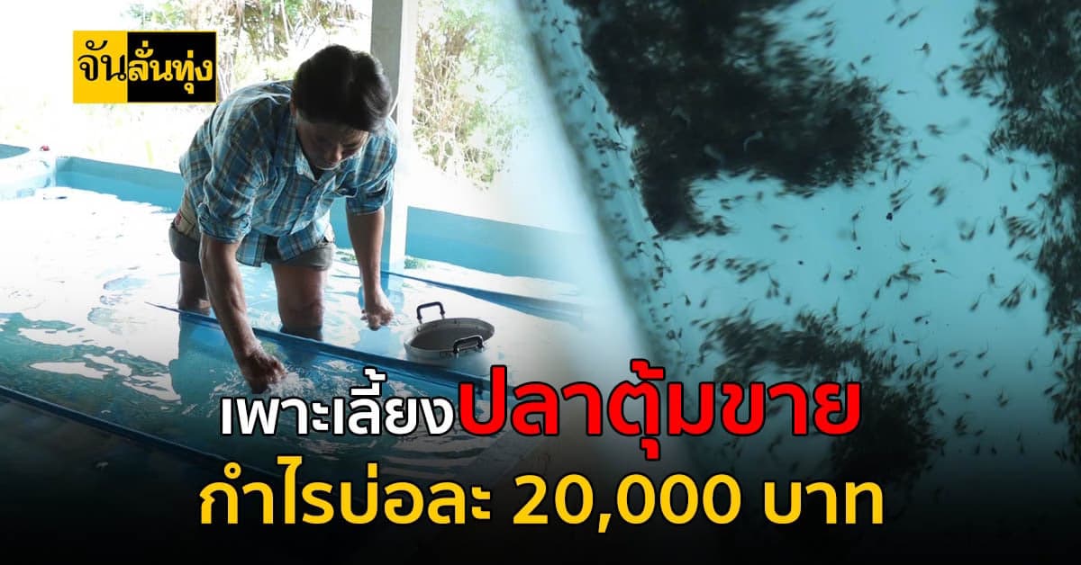เลี้ยงปลาตุ้มขายสร้างเงินกว่า 20,000 บาท/บ่อ ใช้เวลาเลี้ยงเพียง 6 วัน