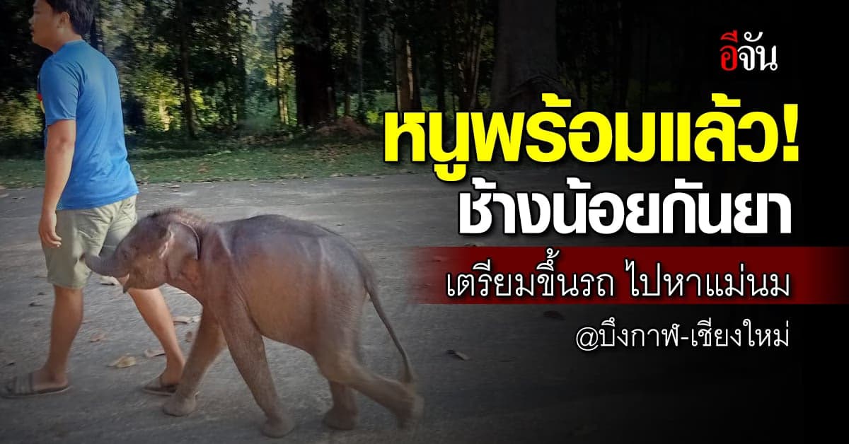 เปิดภาพน้องกันยา ลูกช้างป่ากำพร้าแห่งภูวัวพลัดฝูง วันแรก-ก่อนไปหาแม่นม