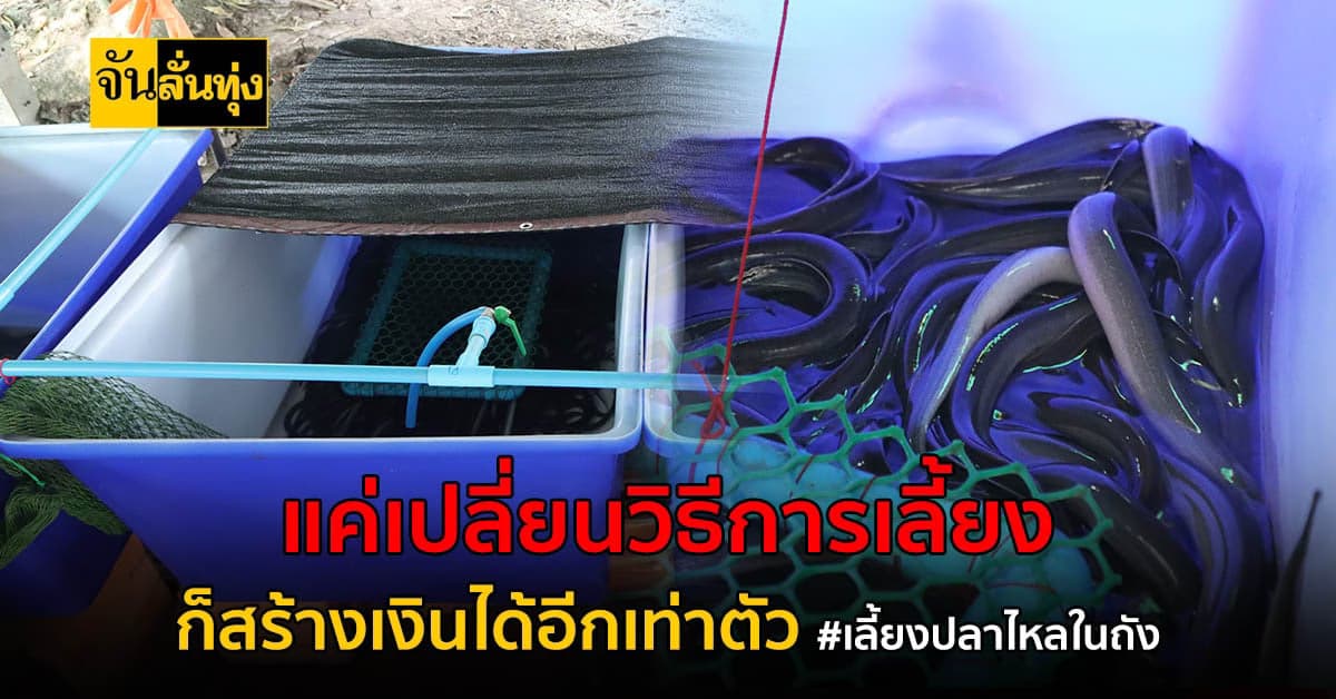 เลี้ยงปลาไหลในถังด้วยระบบน้ำใสสร้างคุณภาพเนื้อให้ถูกใจชาวต่างชาติ