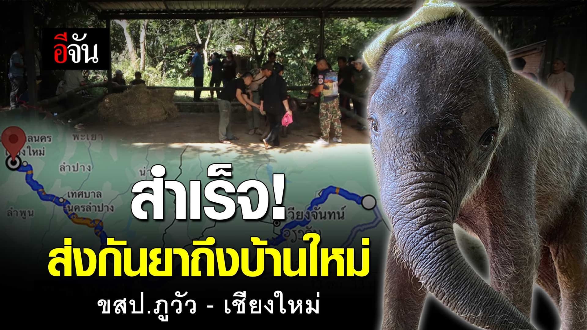 🎬 สำเร็จ! ส่ง ช้างกันยา ถึงบ้านใหม่ ขสป.ภูวัว – เชียงใหม่