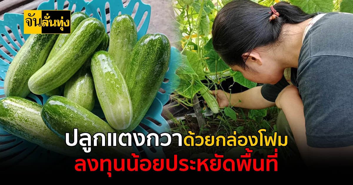 ปลูกแตงกวาโดยใช้กล่องโฟมให้ผลผลิตดีเนื้อแน่นหวานกรอบ