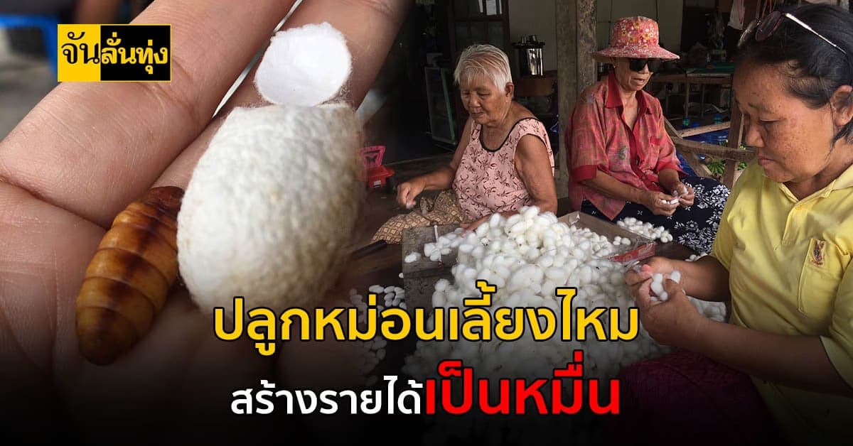 ชาวบ้านผุดไอเดีย เลี้ยงหม่อนไหม สร้างรายได้