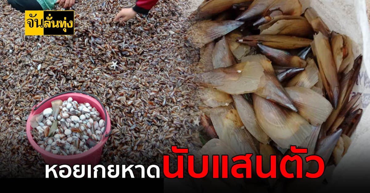หน้ามรสุมคลื่นลมแรง ซัดเอา หอยพง ขึ้นมาเกยฝั่งนับแสนตัว!