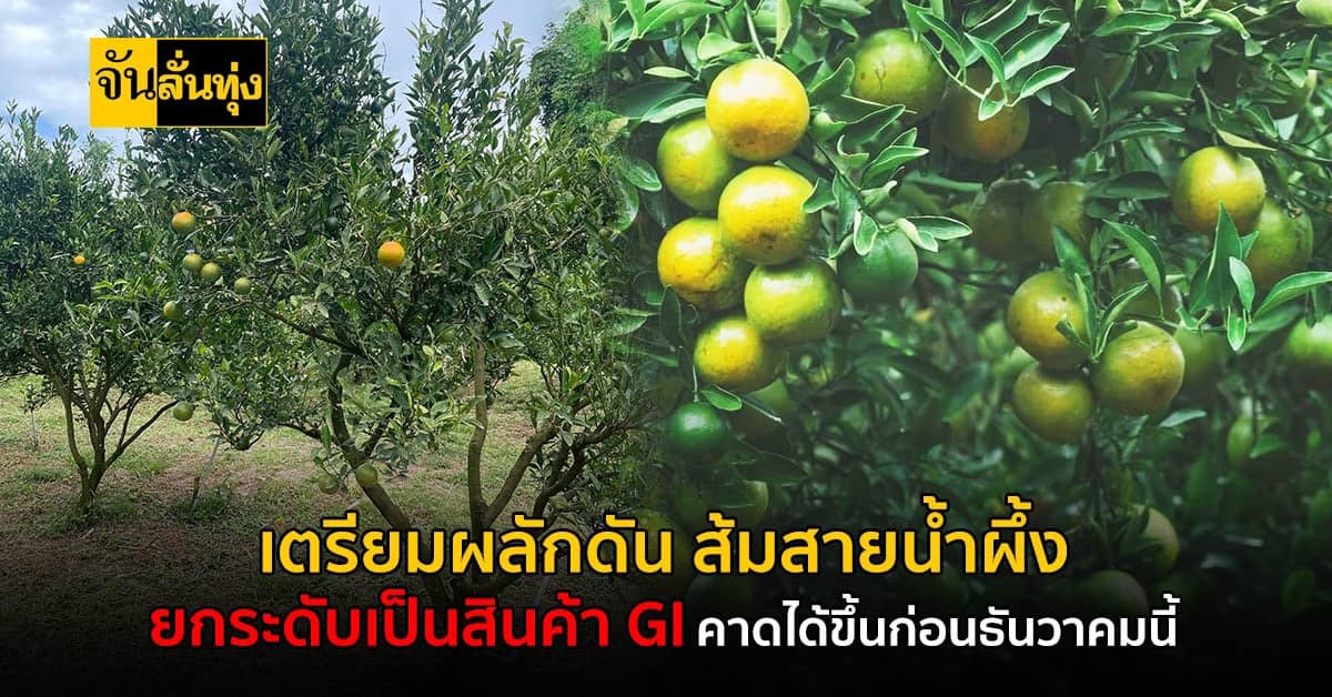 ผลักดัน “ส้มสายน้ำผึ้ง” ขึ้นสู่สินค้า GI คาดได้ขึ้นทะเบียนธันวาคมนี้