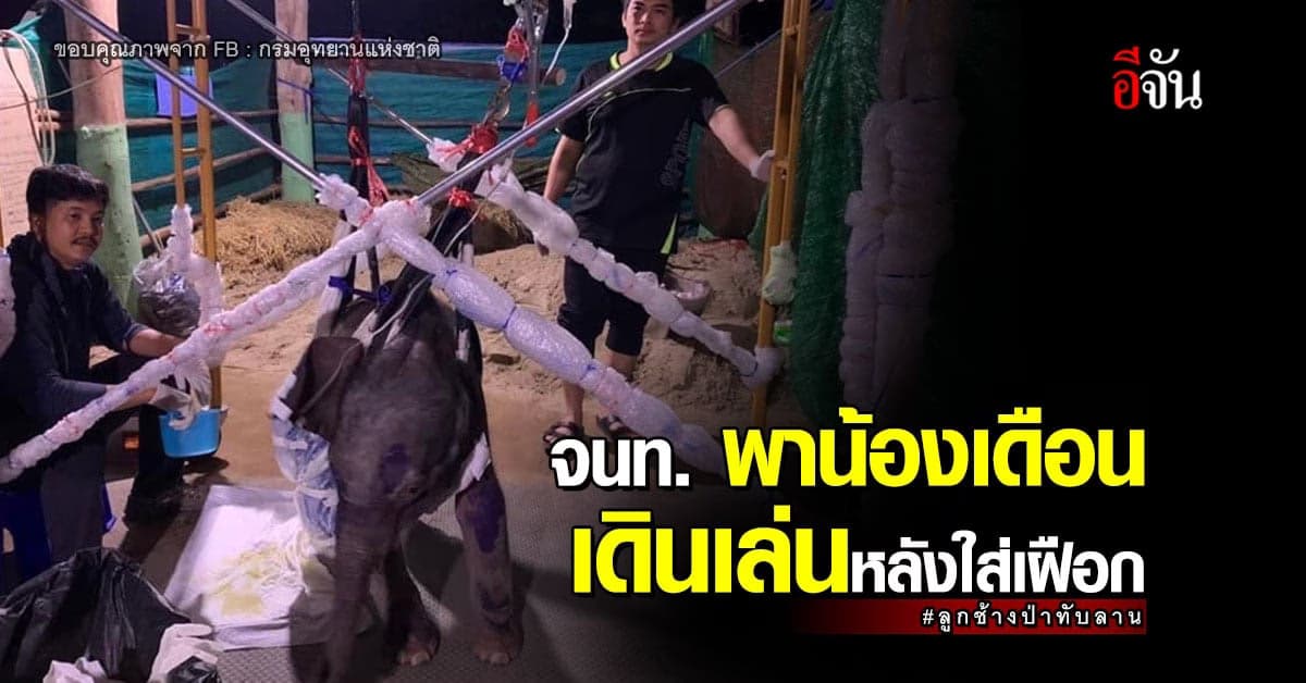 น้องเดือน ลูกช้างป่าทับลาน หลังใส่เฝือก เดินเล่นได้-ใช้เครื่องพยุง