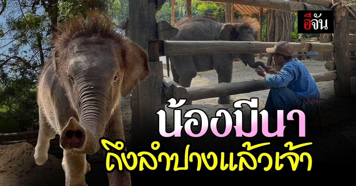 ถึงลำปางแล้ว ลูกช้างป่า “น้องมีนา” ถึงบ้านใหม่เตรียมกักตัว รอเจอแม่รับ
