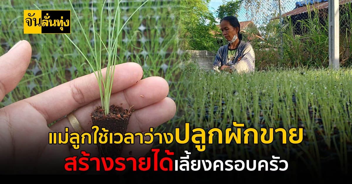 จากแปลงผักเล็กๆ ที่ปลูกกินเองกับแม่ กลายมาเป็นธุรกิจโรงเพาะกล้า