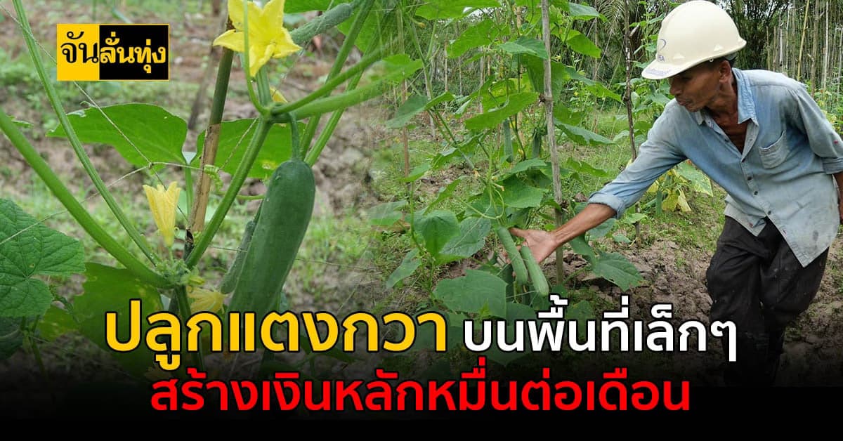 ปลูกแตงกวา สร้างรายได้เลี้ยงครอบครัว หลักหมื่นต่อเดือน